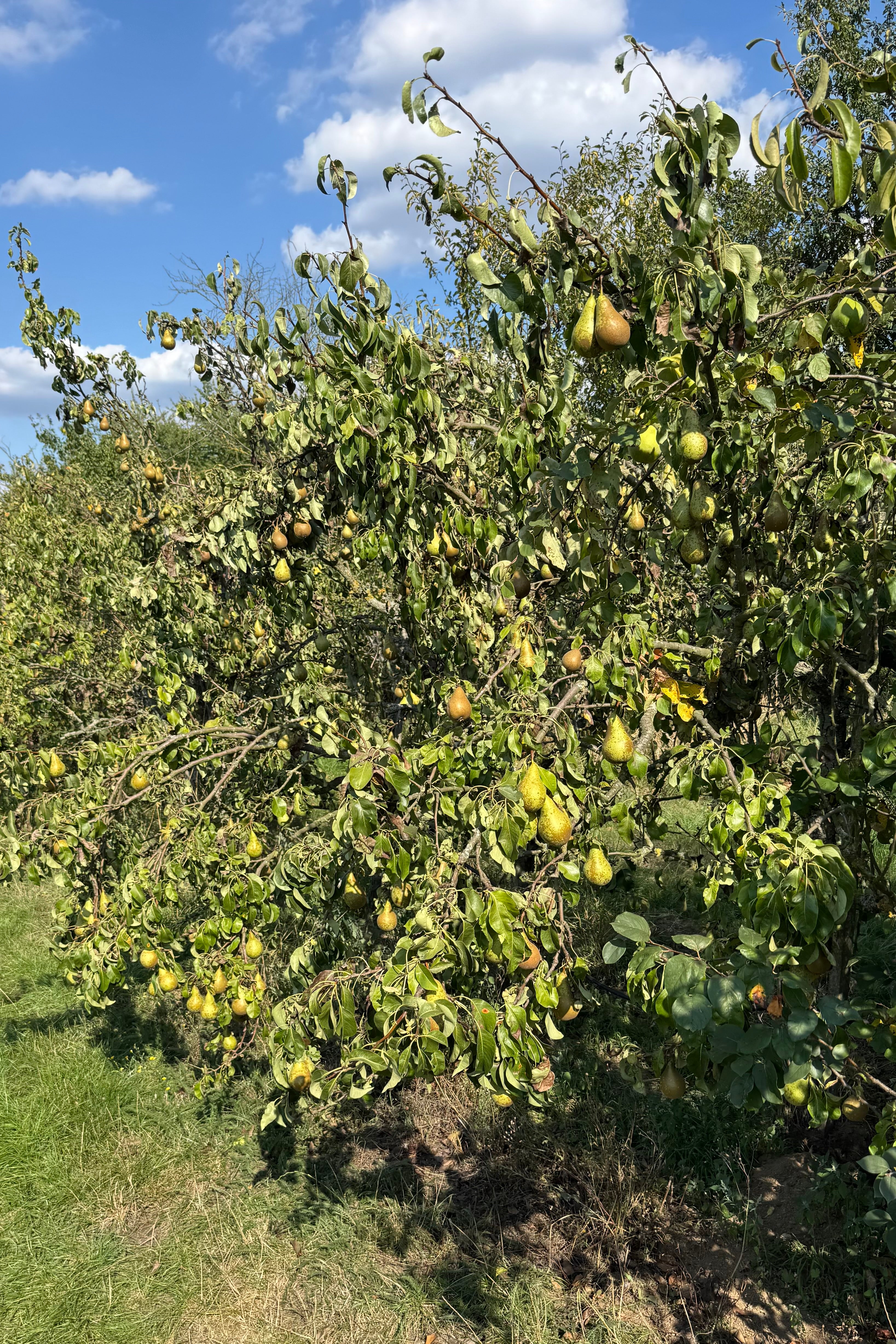 Alte Birne - für Kenner!