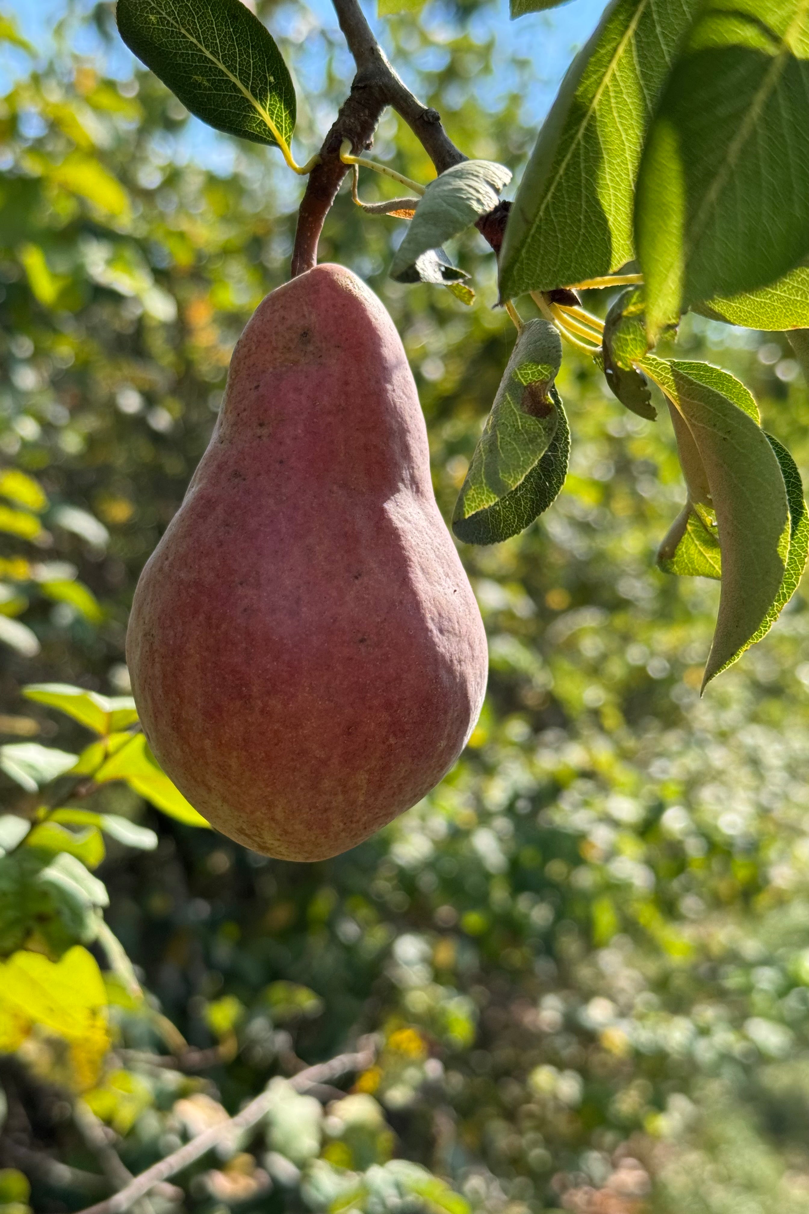 Williams-Christ Birnenbrand - leider ausverkauft!
