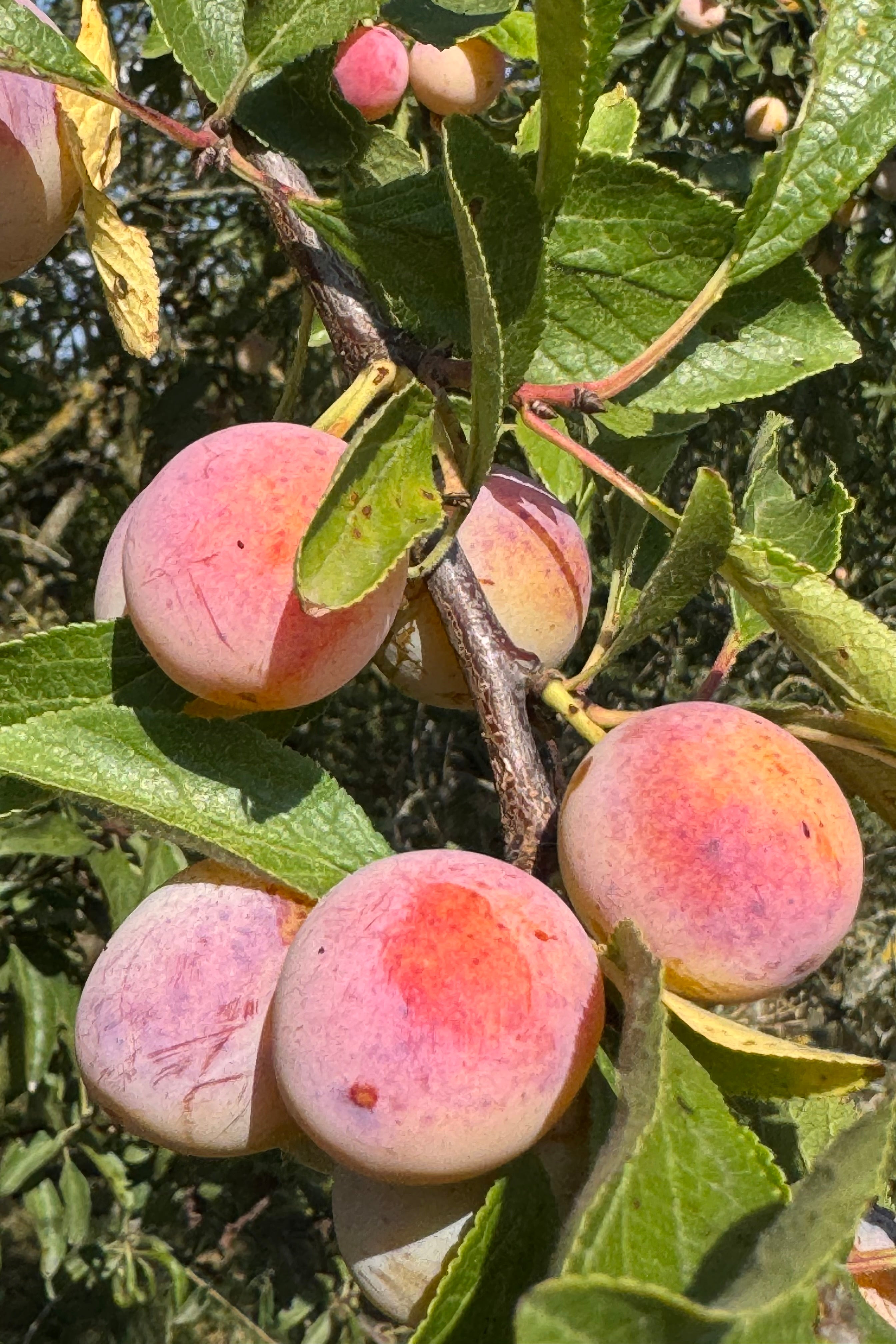 Mirabellenbrand - der Subtile!